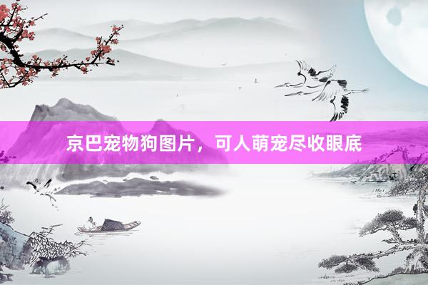 京巴宠物狗图片，可人萌宠尽收眼底